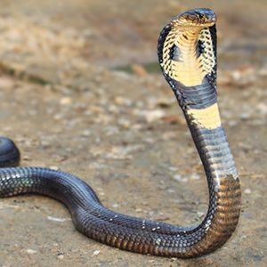indian cobra at kanha national park