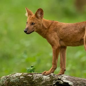 wild dogs site seeing at kanha safari tour