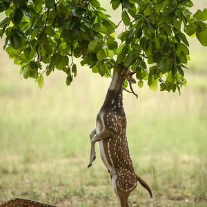 deer site seeing at kanha safari tour