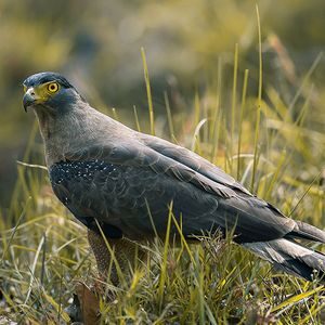 eagle site seeing at kanha safari tour