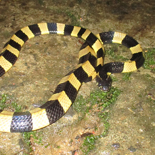 banded krait wildlife safari tour in kanha