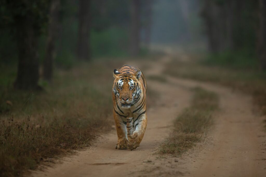 Tigers in India