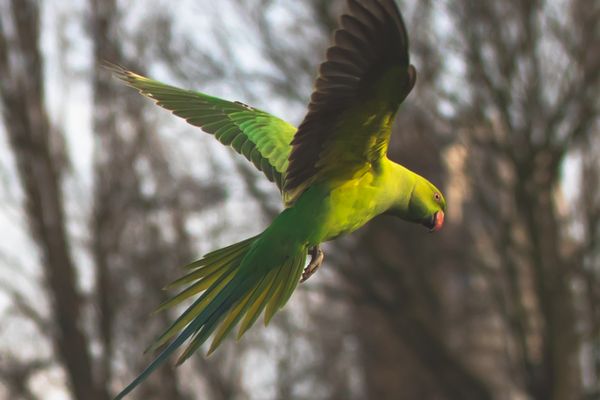 parrot spotted at kanha safari tour in india