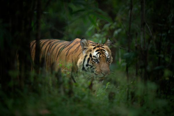 Tigers in India