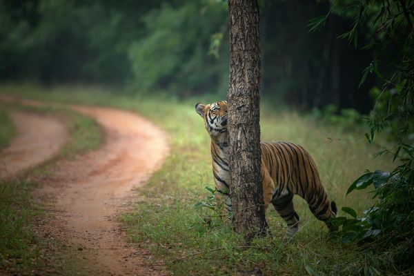 Tigers in India