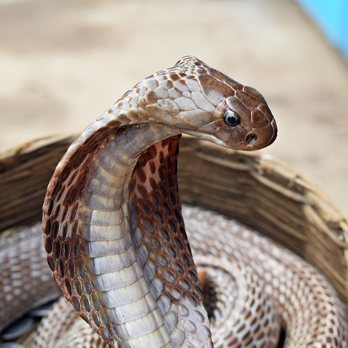 indian cobra at wildlife safari tour in kanha