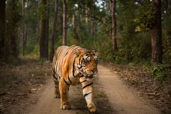 Tiger in Indian safari tour