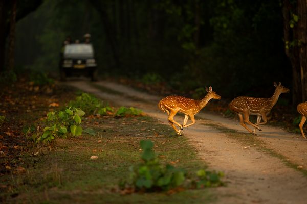 Deer in Indian safari tour
