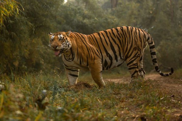 tiger site seeing at kanha national park
