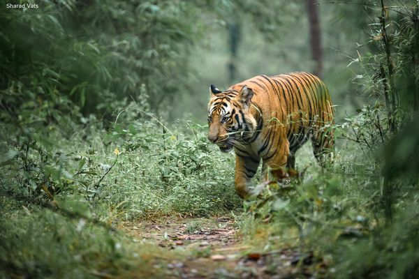 tiger at bandhavgarh national park