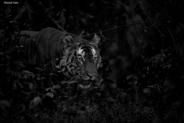 tiger hunting at kanha national park