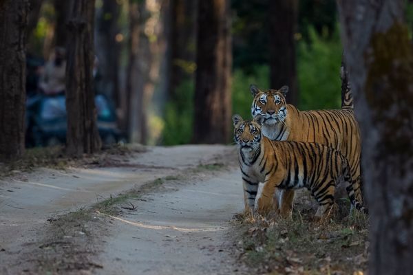 tiger family at kanha national park