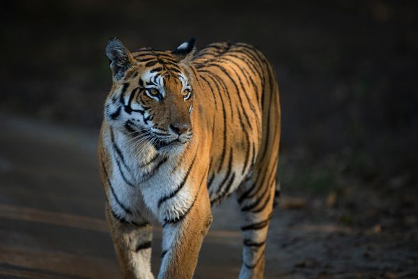 tiger spotted at kanha national park