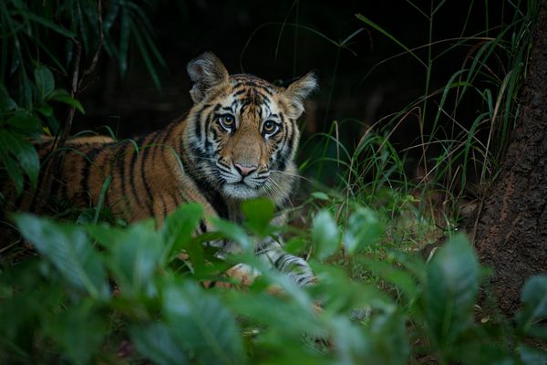 Tigers in India