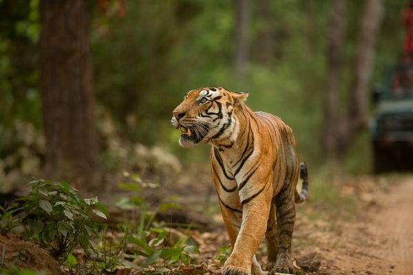 Tigers in India