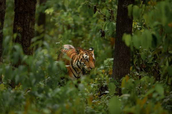 The Royal Bengal Tiger - Tiger Safari India