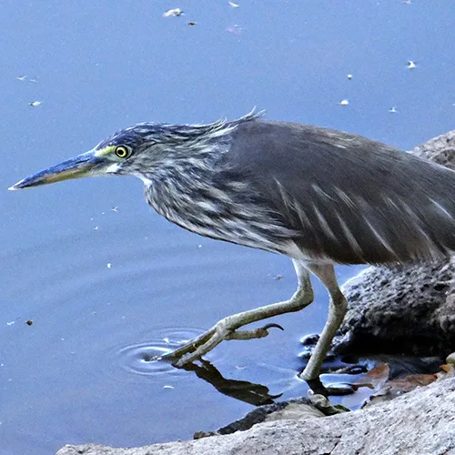 pond heron at kanha national park