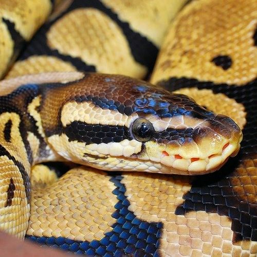 python in kanha national park