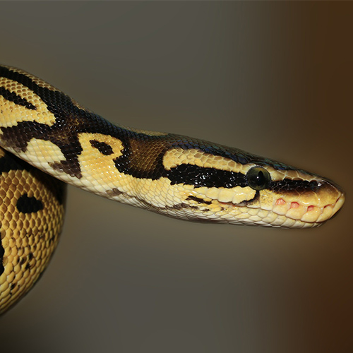 python in kanha national park