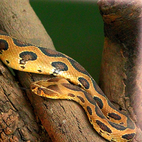 russell viper in kanha national park