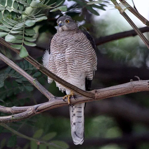 shikra at kanha national park