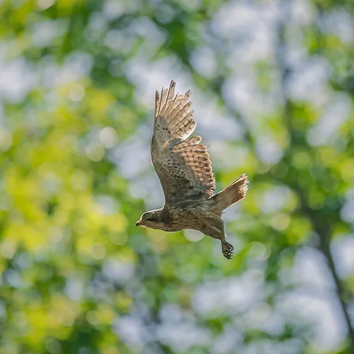 white eyed buzzard at kanha national park