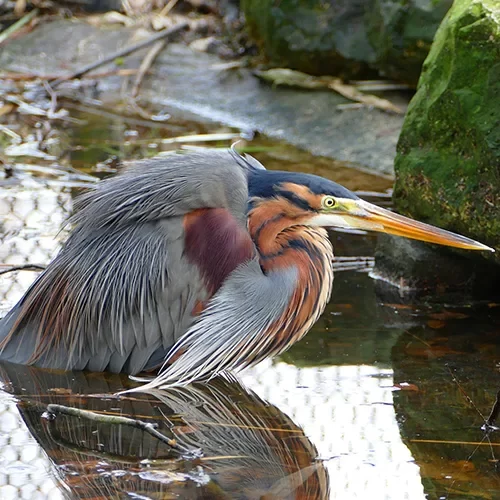 purple heron at kanha national park